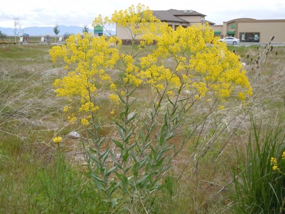 Learn to spot:  Dyer’s Woad