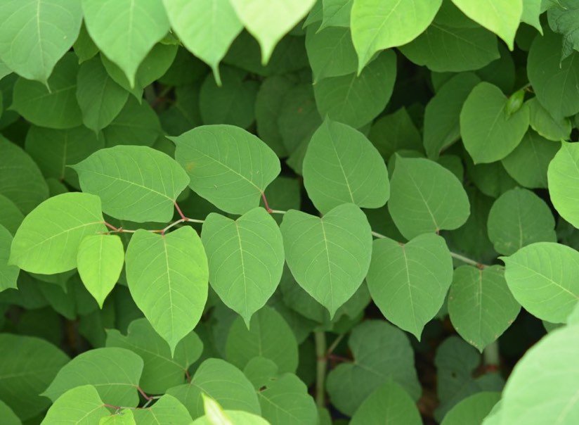 Learn to spot:  Knotweed