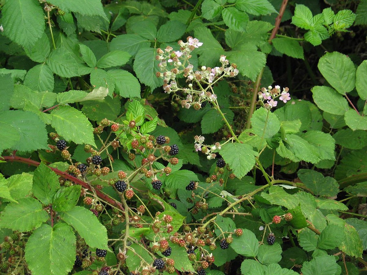 Learn to spot:  Himalayan Blackberry