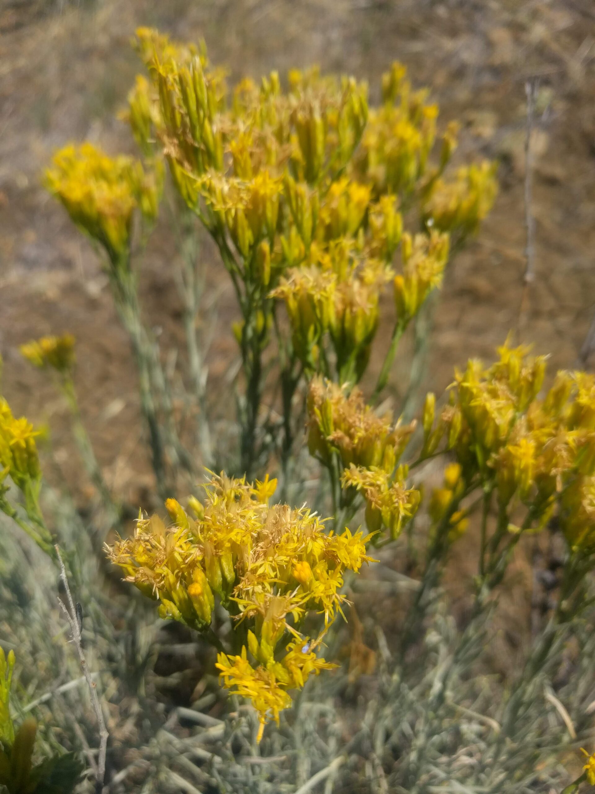 Get to know:  Rubber Rabbitbrush