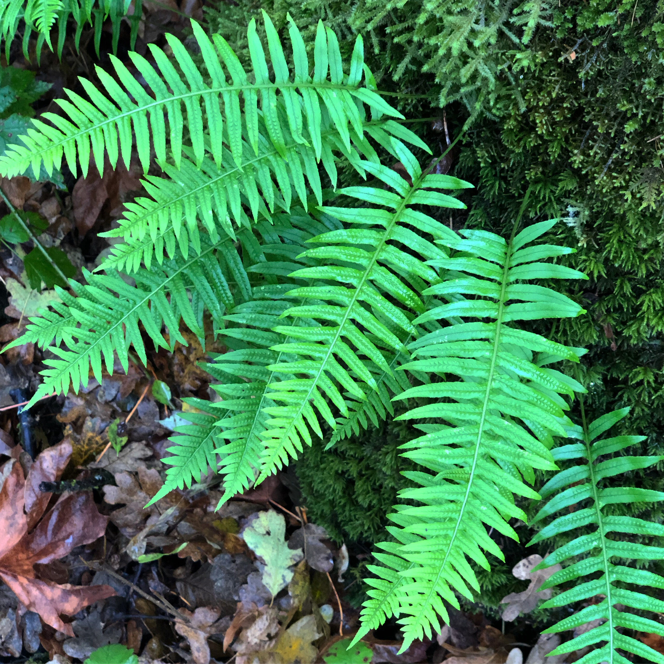 Get to know:  Licorice Fern