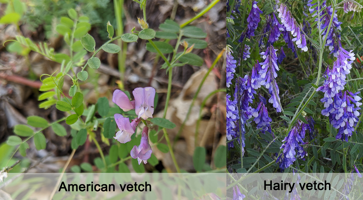 Get to know:  American Vetch