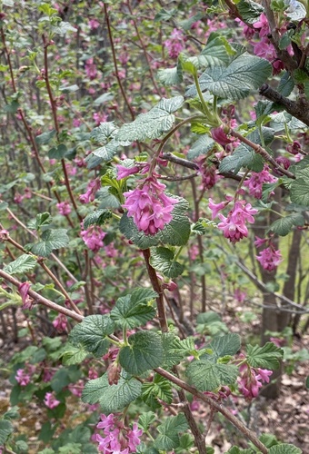 Get to know: Pink Flowering Currant