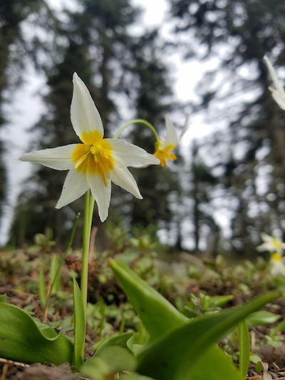 Get to know: Fawn Lily